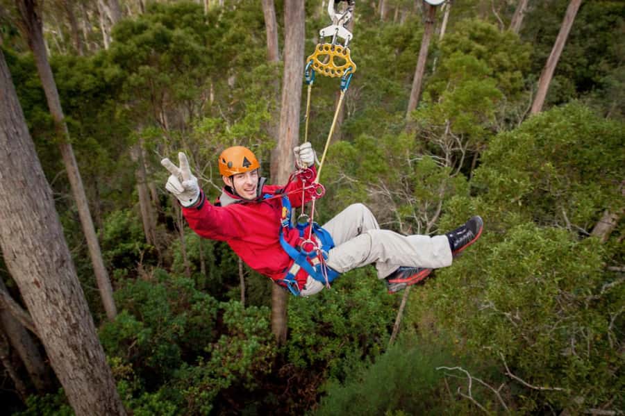 Launceston: Hollybank Forest Treetop Zip Lining with Guide - Hollybank Treetop Zip Lining: The Best Parts at a Glance
