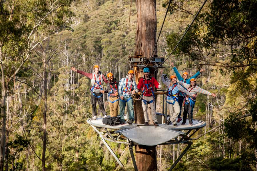 Launceston: Hollybank Forest Treetop Zip Lining with Guide - Blue Gum Canopy Views That Feel Like Flight