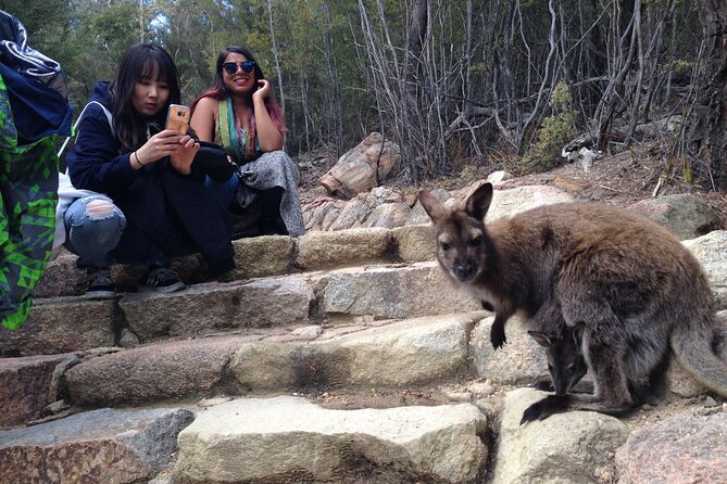 Launceston to Hobart via Wineglass Bay - Active Tour - How the van ride sets you up for Freycinet (without wasting the day)
