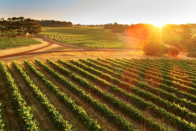 Leeuwin Estate Immersion Experience - The five-wine pairing flight: tasting with a plan
