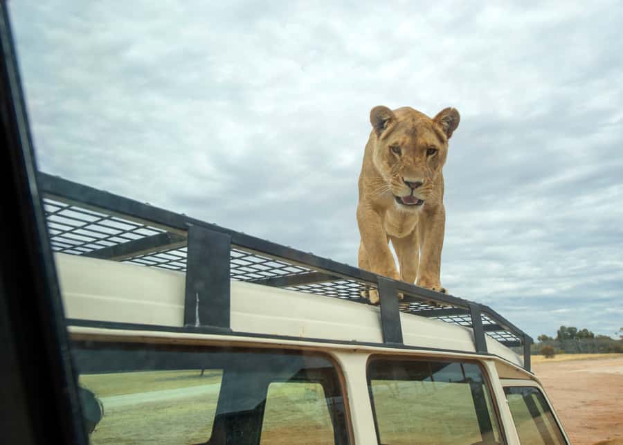 Lions 360 Experience and a Day at Monarto Safari Park - Lions 360 at Monarto: what the 360 tunnel really feels like
