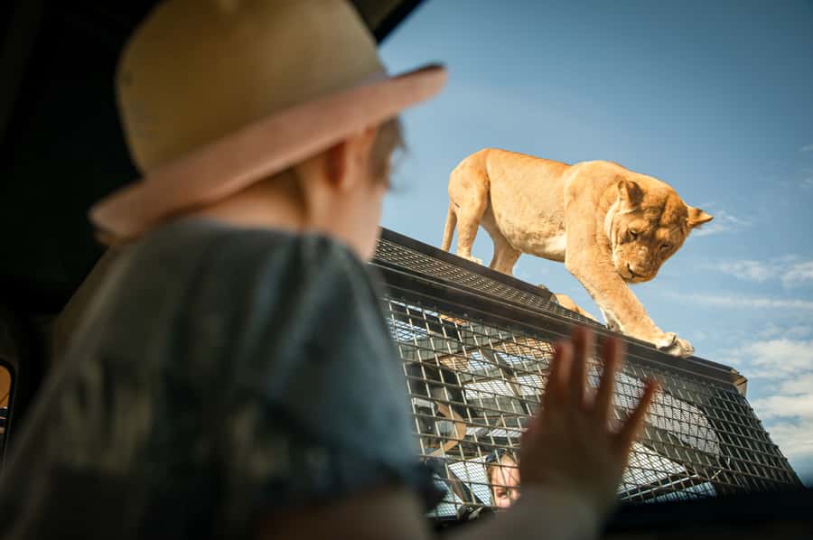 Lions 360 Experience and a Day at Monarto Safari Park - How to plan the safari loop: Zu-Loop shuttle, tracks, and viewing platforms