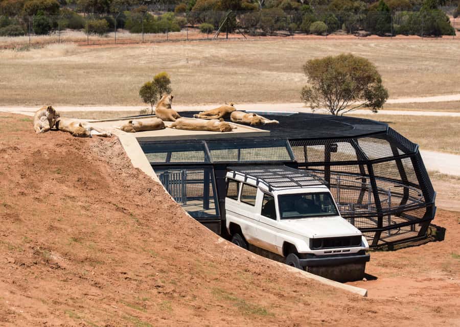 Lions 360 Experience and a Day at Monarto Safari Park - Where it fits in your day: open-range safari time before and after