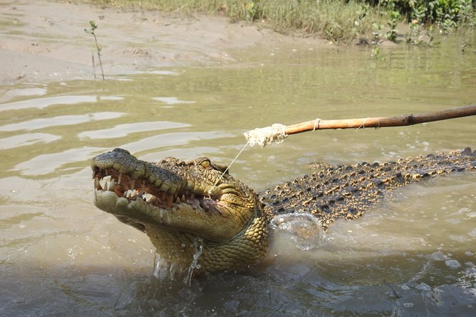 Litchfield and Jumping Crocodiles Full Day Trip from Darwin - The Adelaide River jumping croc cruise: the moment to plan around
