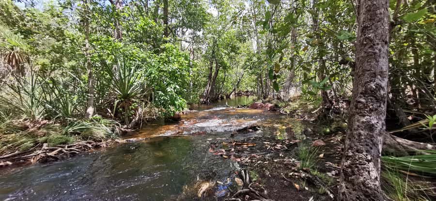 Litchfield & Berry Springs, Premium tour, 10 guests & lunch - Florence Falls: monsoon forest walking and a proper swim break