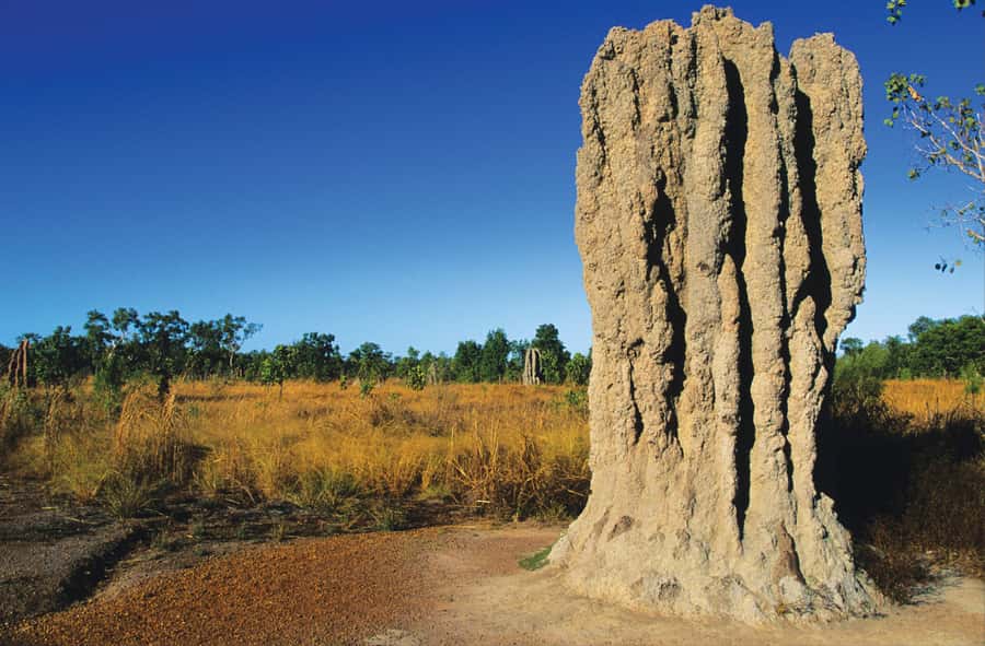 Litchfield National Park: Full-Day & Lunch from Darwin - Tabletop Range and Termite Mounds: Litchfield’s First Wow Moments