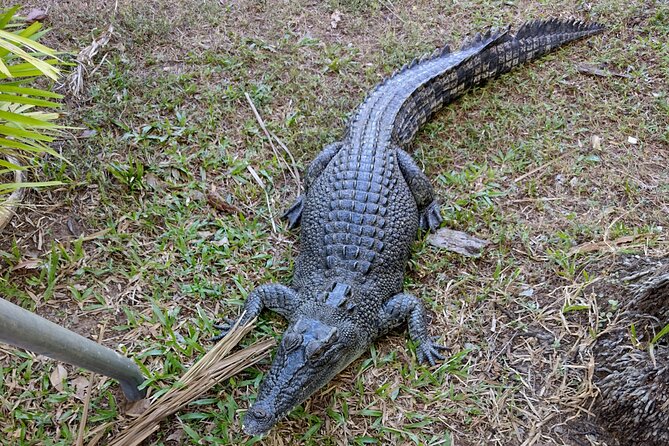 Litchfield Park & Jumping Crocodile Cruise - Magnetic and Cathedral Termite Mounds: Small Stop, Big Lesson