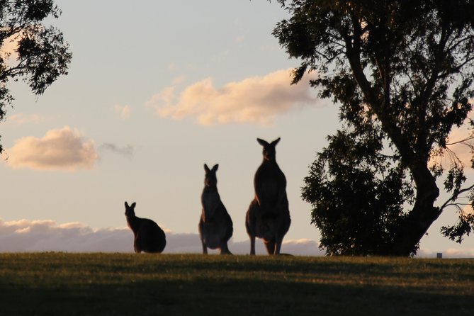 Living Legends Champion Racehorse Guided Tour - Key Things That Make This Tour Worth Your $47