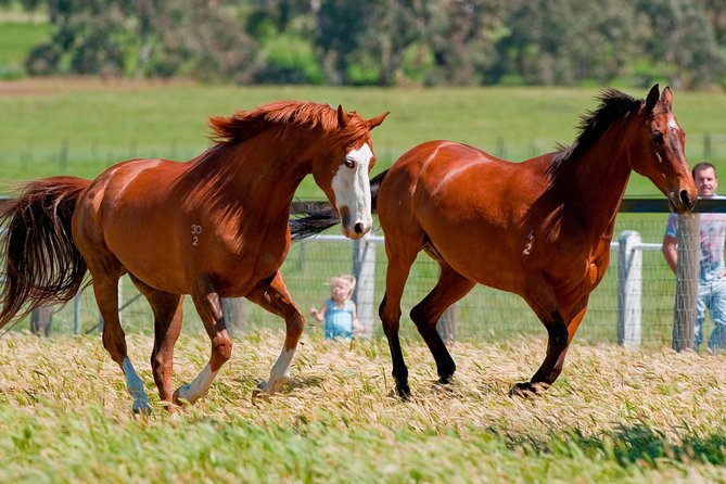 Living Legends Champion Racehorse Guided Tour - Getting Oriented at Living Legends (Woodlands Dr, Greenvale)