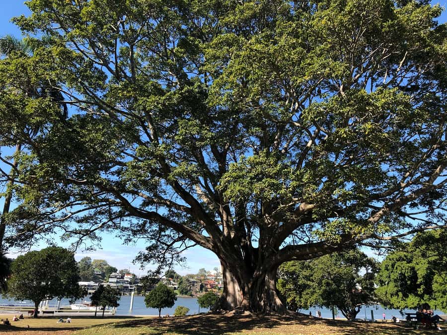 Lone Pine and Brisbane City Highlights - Lone Pine Koala Sanctuary: return transfer and what to do once you arrive