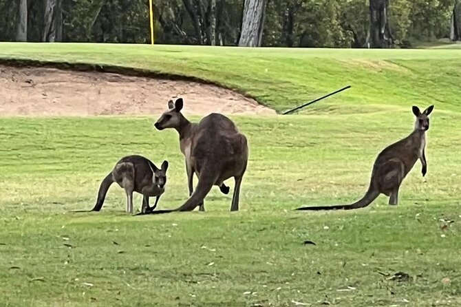Lone Pine, Brisbane Highlights and Lunch! - Botanic Gardens Mt. Coot-tha: lunch with actual breathing room