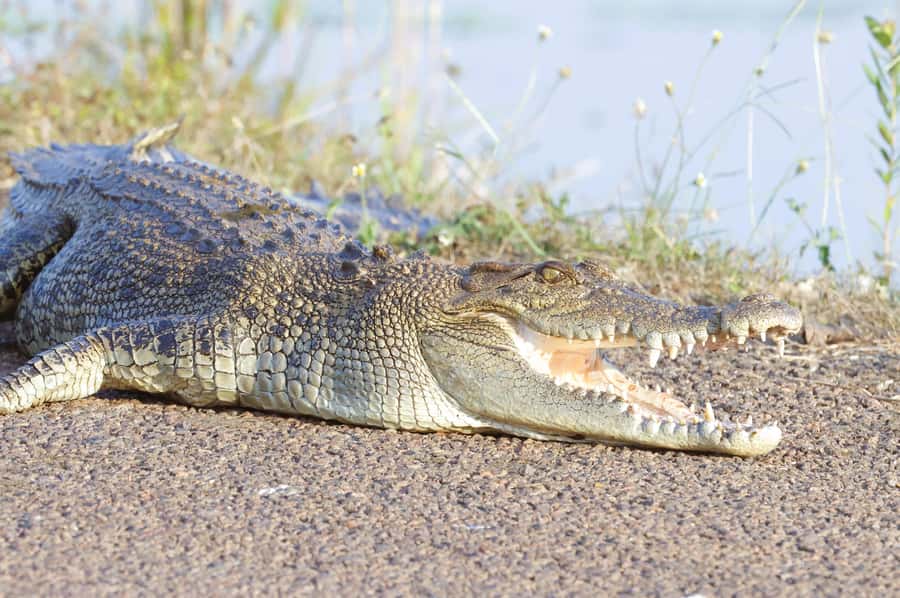 LookAbout Darwin Wetlands Wildlife Premium Tour Max 6 Guests - Should you book it? My take