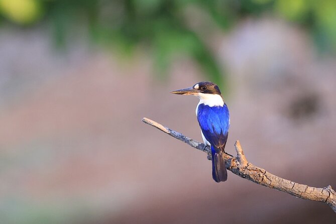 LookAbout Darwin, Wetlands & Wildlife Premium Tour - Max 6 Guests - Fogg Dam wetlands: why this reserve is so good for wildlife and birding