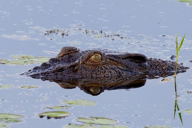 LookAbout Darwin, Wetlands & Wildlife Premium Tour - Max 6 Guests - Humpty Doo Tavern break: a real NT pub stop, not a rushed add-on