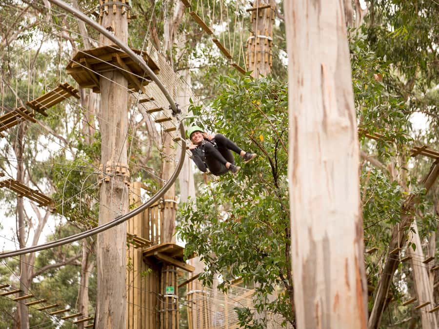 Lorne: Live Wire Park Ticket with Zip Line Rollercoaster - Key highlights worth your attention
