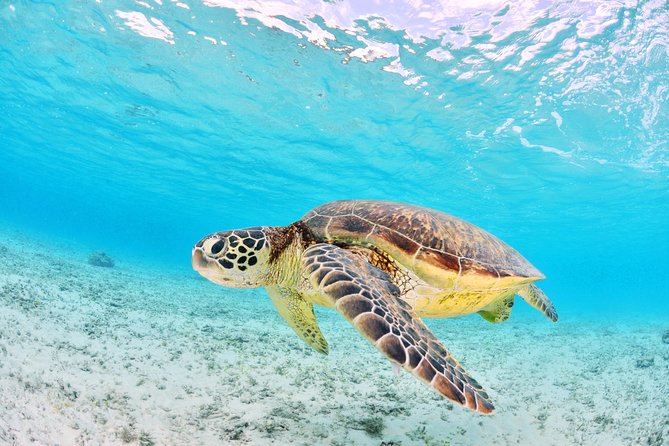 Low Island Snorkelling Private Charter Aboard Authentic Chinese Junk Boat - The island walk: historical lighthouse plus real wildlife spotting