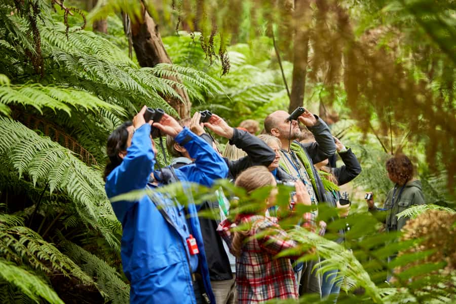 Luxe Bus Great Ocean Road Coastal Spectacular - Key Highlights You’ll Care About