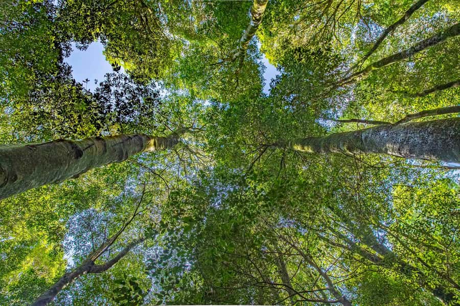 Luxury Blue Mountains Escape The Crowds Tour - What’s not included: Scenic World and the trade-offs