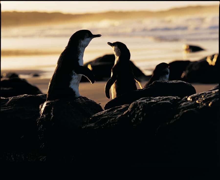 Luxury Phillip Island Tour for Families & Explorers 10 Max - Key highlights worth planning around
