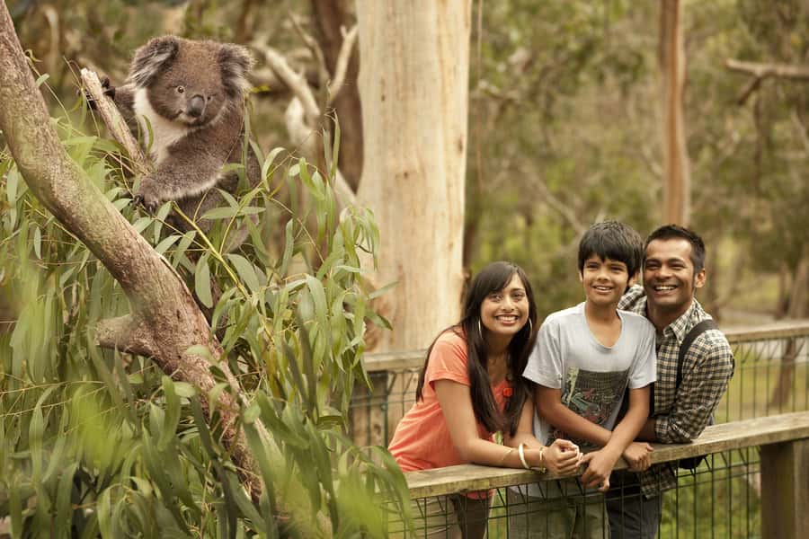 Luxury Phillip Island Tour for Families & Explorers 10 Max - Getting the “Phillip Island at speed” wildlife moments