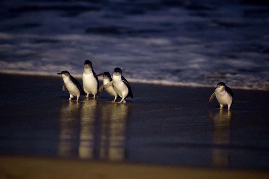 Luxury Phillip Island Tour for Families & Explorers 10 Max - Penguin Parade at sunset: how to choose General Viewing vs Penguin Plus