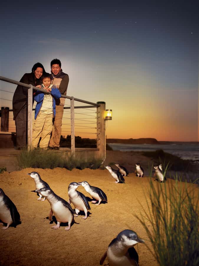 Luxury Phillip Island Tour for Families & Explorers 10 Max - Who this tour suits (and who should skip it)