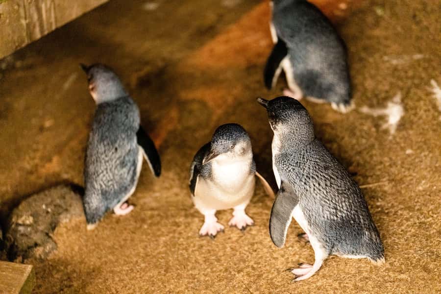Luxury Phillip Island Tour for Families & Explorers 10 Max - Moonlit Sanctuary: hand-feeding kangaroos and koalas up close