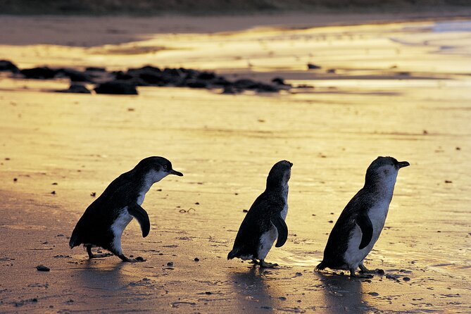 Luxury Phillip Island Tour for Families & Explorers [up to 10Pax] - Key highlights worth planning around