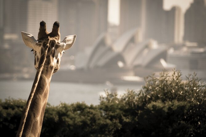 Luxury Sydney Tour - Price and Value for a Private Group of Up to Four