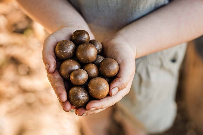 Macadamias Australia Orchard Tour in Bundaberg - Where you start near Alloway QLD (and how the timing fits)