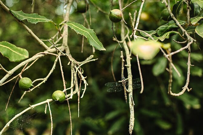 Macadamias Australia Orchard Tour in Bundaberg - Orchard discovery: what you learn about sustainable farming practices