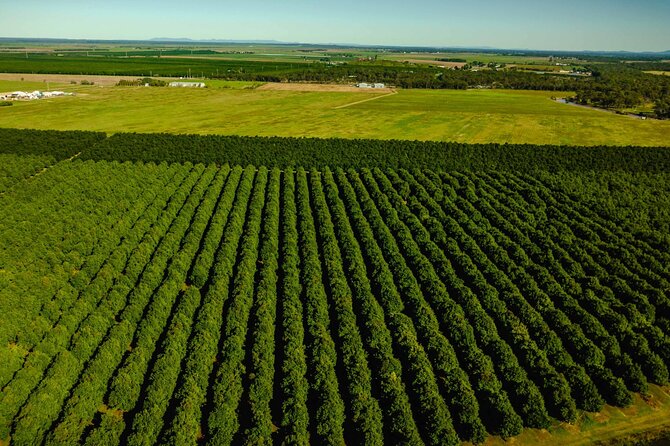 Macadamias Australia Orchard Tour in Bundaberg - The chocolate room viewing window: farm-to-factory in a single glance