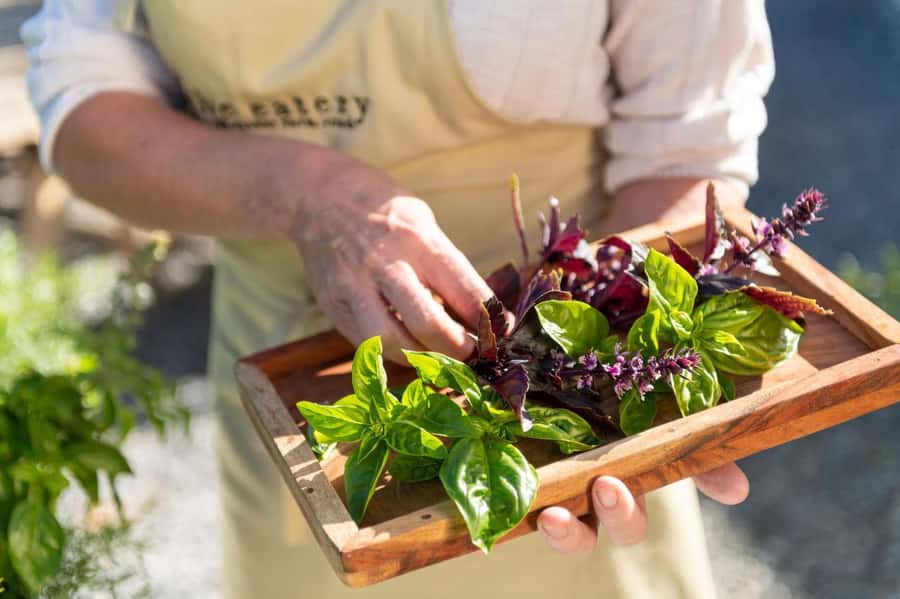 Maggie Beer's Farm Hands-on Cooking School and Lunch - Key things to know before you go