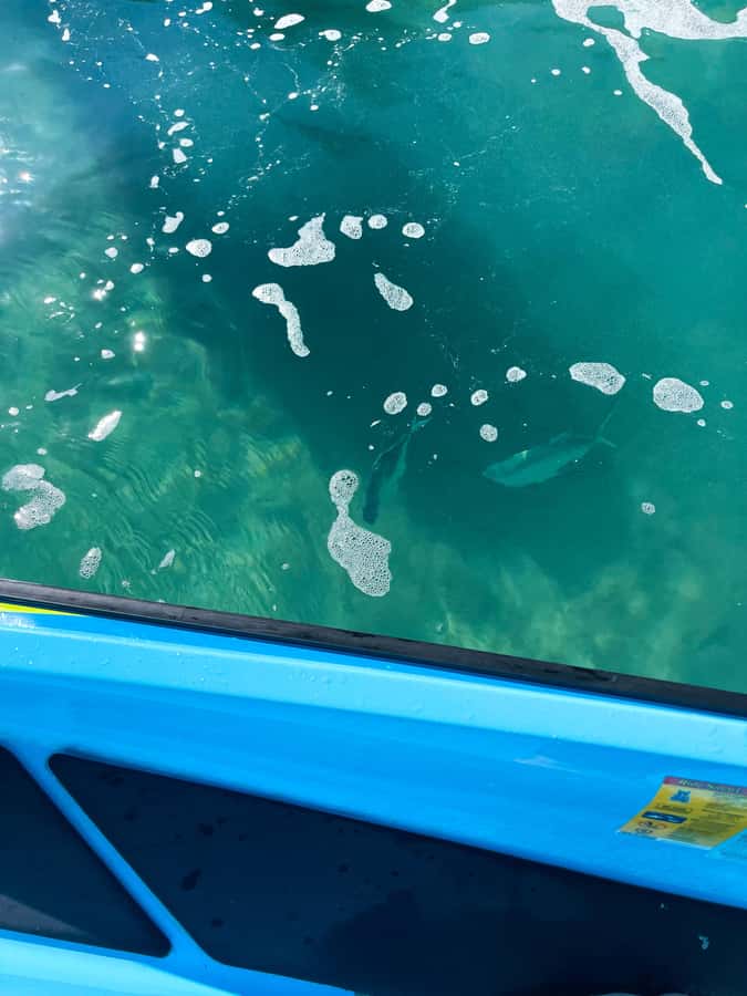 Magnetic Island: 5 Beach Bay Jet Ski Tour - Jet ski control: licensing-free fun with real safety limits