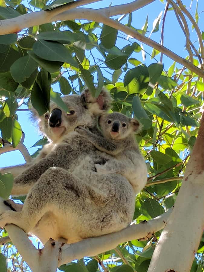 Magnetic Island: Behind the Scenes Tour - Arts and Crafts at Magnetic Island History and Craft Centre