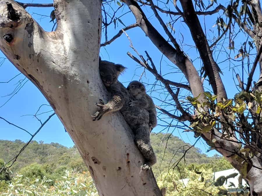 Magnetic Island: Guided Bus Tour with Morning Tea - Arcadia Hill and the Coral Sea: the viewpoint section that makes the whole day feel worth it