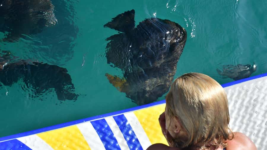 Magnetic Island: Lunchtime Sailing Cruise - Who This Cruise Suits Best (and Who Should Skip It)
