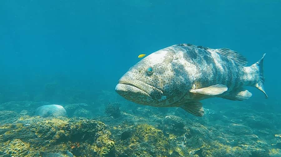 Magnetic Island: Snorkel Discovery Tour - Nelly Bay setup: a simple start, right in the action