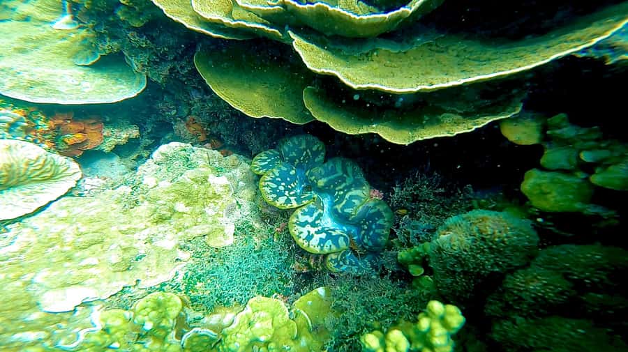 Magnetic Island: Snorkel Discovery Tour - Snorkel planning around tides and conditions (this is the whole game)