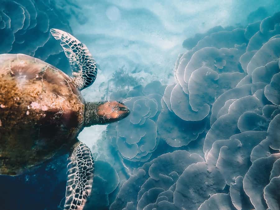 Magnetic Island: Snorkel Discovery Tour - Wildlife moments: turtles, reef sharks, sea birds, and whales