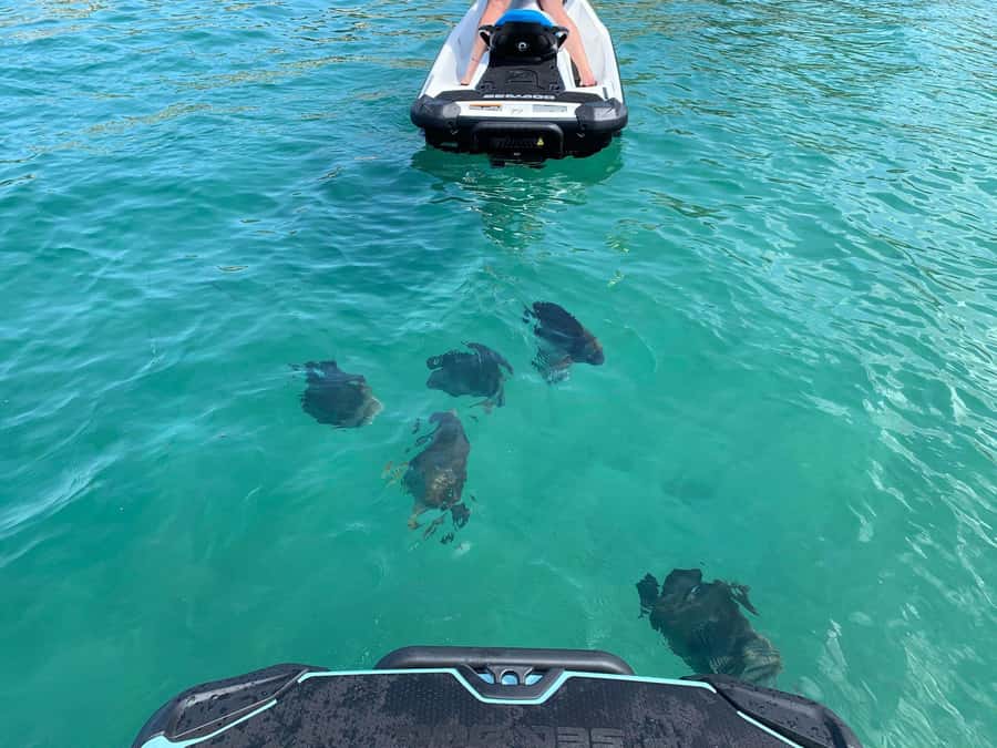 Magnetic Island Snorkel Jet Ski Tour - Snorkel stops: Florence, Arthur, or Nelly Bay and what you’ll look for