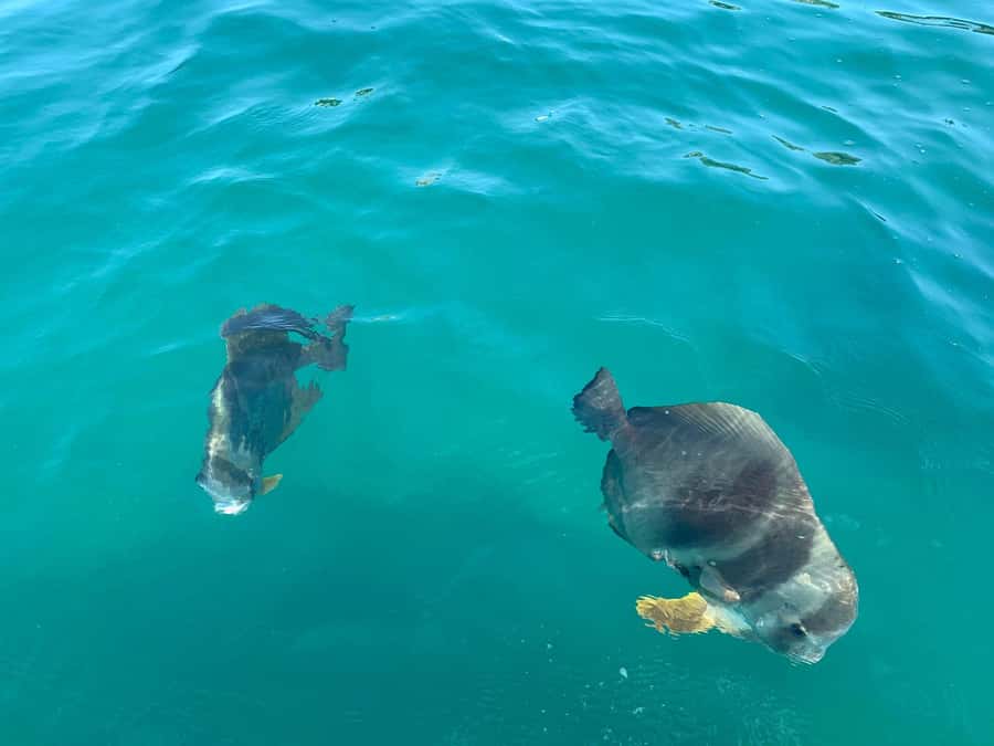 Magnetic Island Snorkel Jet Ski Tour - Jet ski rules: who can drive, what to bring, and what to expect