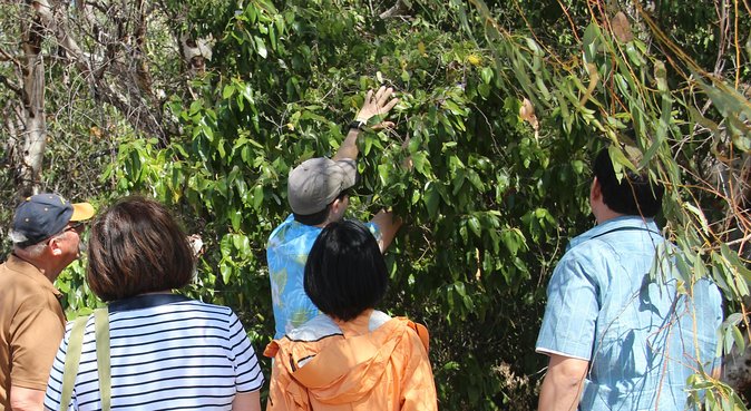 Magnetic Island Tour: Maggie Comprehensive - Horseshoe Bay beach hour: lunch on your terms with big views