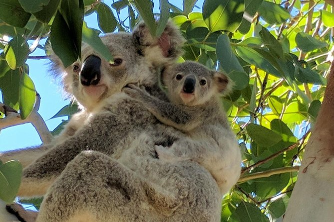 Magnetic Island Tour: Maggie Comprehensive - Price and value: is $68.14 worth it on Magnetic Island?