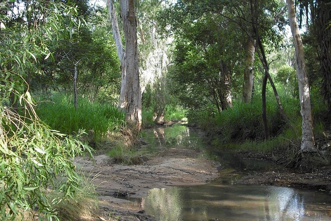 Magnetic Island: West Coast Eco Adventure - Wildlife and koala hot spots: how to make spotting more likely