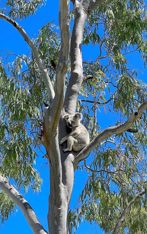 Magnetic Island: West Coast Eco Adventure Bus Tour - Wildlife spotting: koalas and rock wallabies, with real etiquette