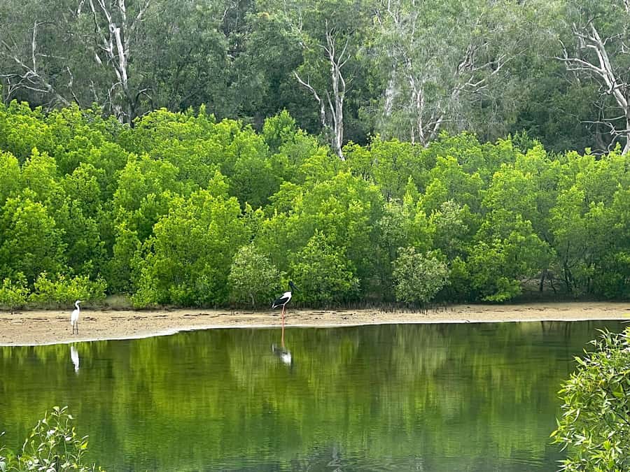 Magnetic Island: West Coast Eco Adventure Bus Tour - Price and value: is $88 worth it?