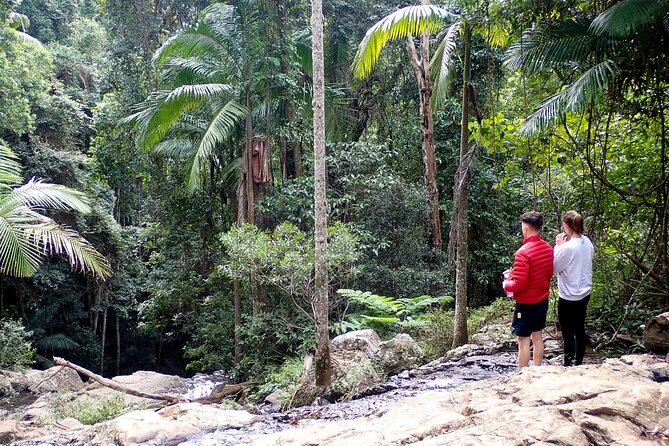 Maiala Rainforest Tour - Key takeaways before you go