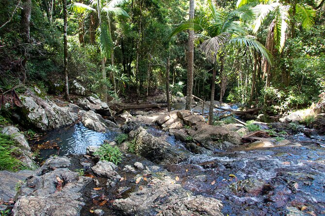 Maiala Rainforest Tour - Pickup, timing, and how the 7–8 hours add up