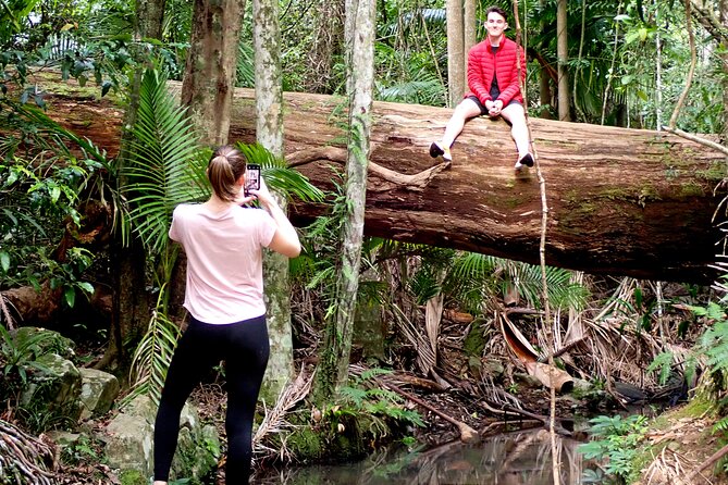 Maiala Rainforest Tour - Rainforest circuit: strangler figs, ferns, fungi, and that old-tree feel